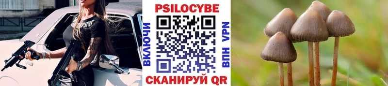 Галлюциногенные грибы Psilocybe Лесосибирск